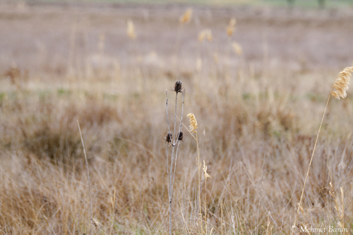 cutleaf teasel