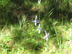 Lobelia ehrenbergii