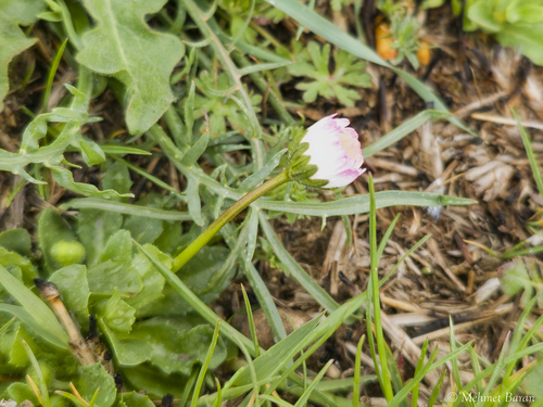 Lawn daisy