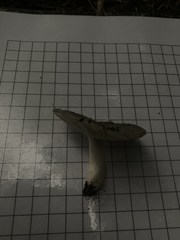 Russula subgraminicolor