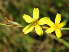 Lactuca viminea chondrilliflora