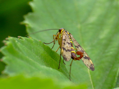 Panorpa vulgaris