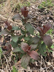 Triosteum aurantiacum