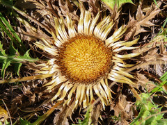 Carlina acanthifolia acanthifolia
