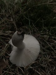 Russula subgraminicolor