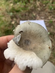 Russula subgraminicolor