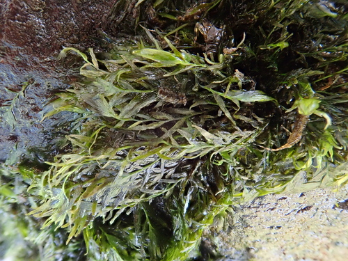 Image of Fissidens fontanus by (c) Christian Berg, some rights reserved (CC BY)