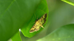 Ategumia adipalis