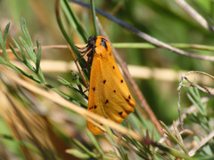 Setina irrorella