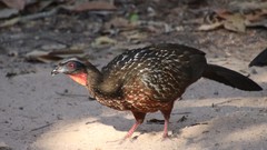 Penelope ochrogaster