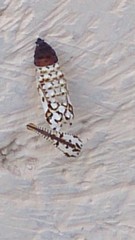 Melitaea didyma