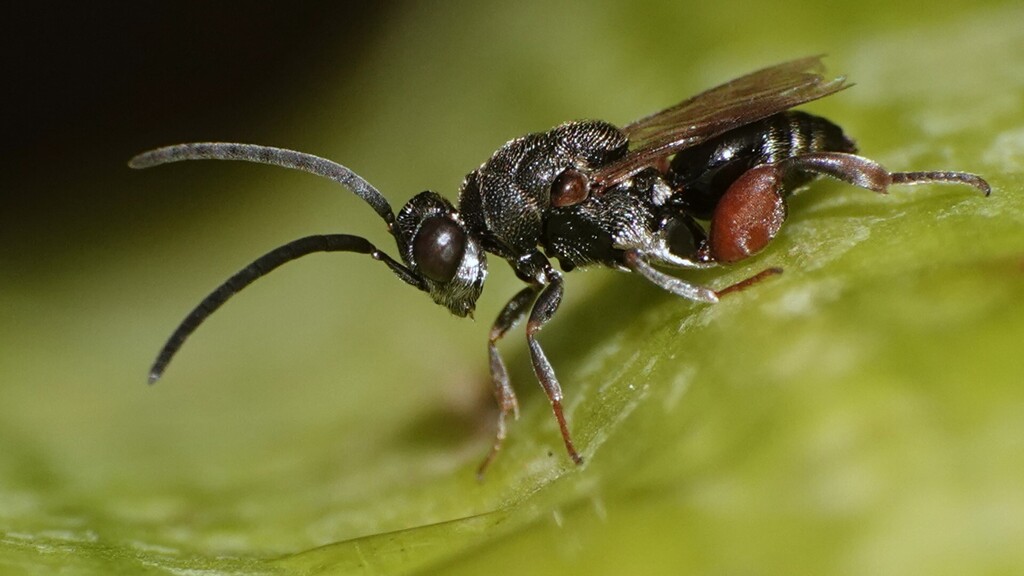 Antrocephalus dividens