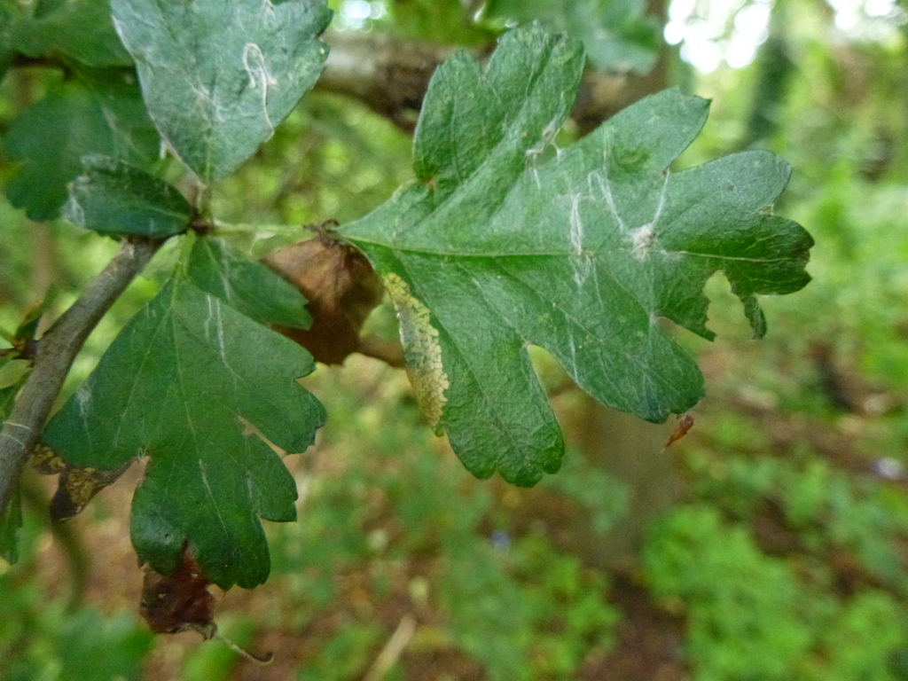 Common Thorn Midget