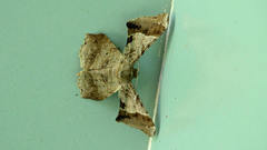 Krananda oliveomarginata