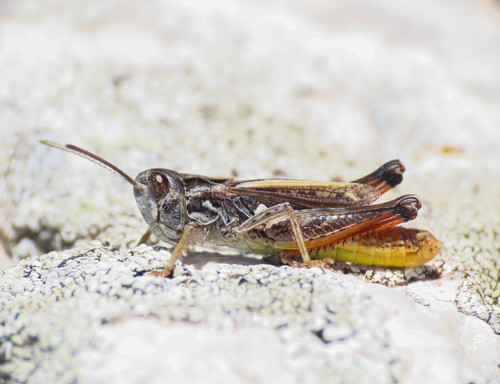 Gran Sasso Italian Grasshopper