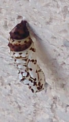 Melitaea didyma