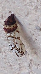 Melitaea didyma