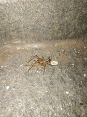 Pachytrachis gracilis