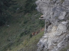 Cervus elaphus elaphus