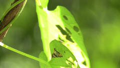 Nymphicula