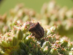 Sternodontus obtusus