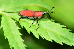 Rhodobaenus sanguineus