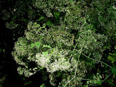 Mikania cordifolia