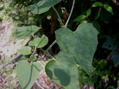 Mikania cordifolia