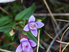 Gentianella columnae