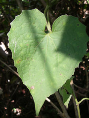 Mikania cordifolia