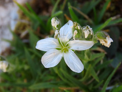 Mcneillia graminifolia