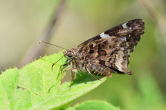 Codatractus arizonensis