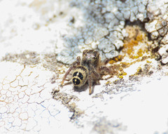 Pellenes tripunctatus