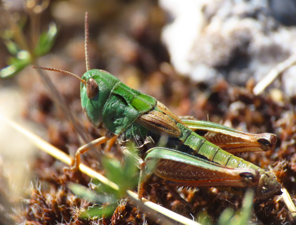 Apennine Toothed Grasshopper