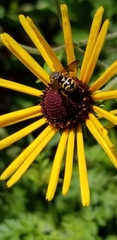 Dianthidium