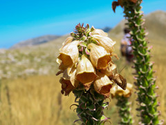 Digitalis ferruginea
