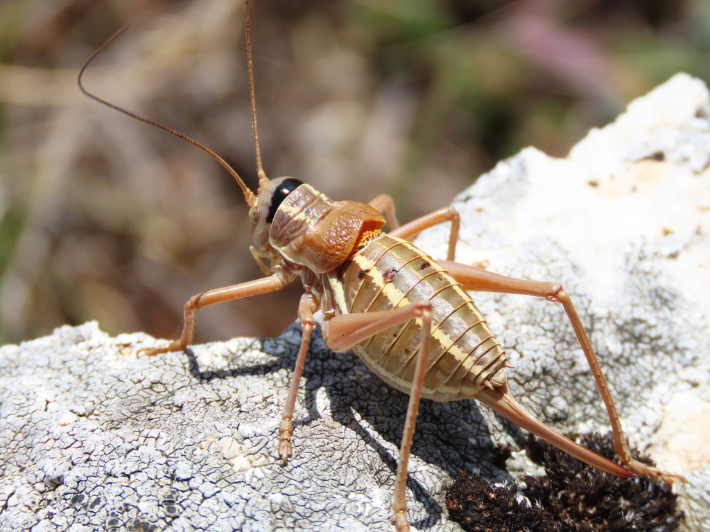 Pygmy Saddle Bush-cricket