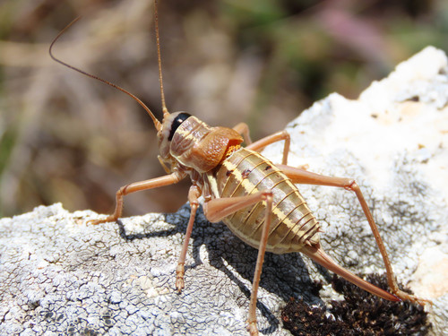 Pygmy Saddle Bush-cricket