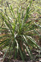 Yucca flaccida