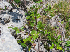Rhamnus alpina