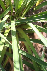 Yucca flaccida