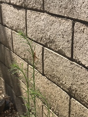 Schistocerca nitens