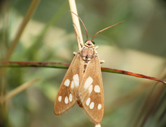 Dysauxes punctata