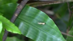 Dicephalarcha herbosa