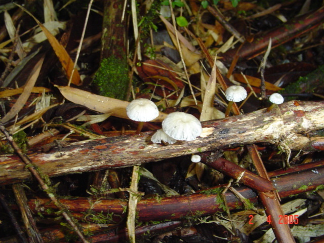 Mycena subulifera · April 2005 · photo: © cesar383 (iNaturalist, cc-by-nc)