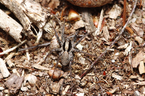 Burnt Wolf Spider, Kootwijk, Nederland, photo 8 of 10