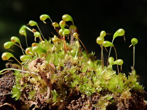 Image of Entosthodon muhlenbergii by (c) Christian Berg, some rights reserved (CC BY)