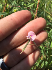 Strophostyles leiosperma
