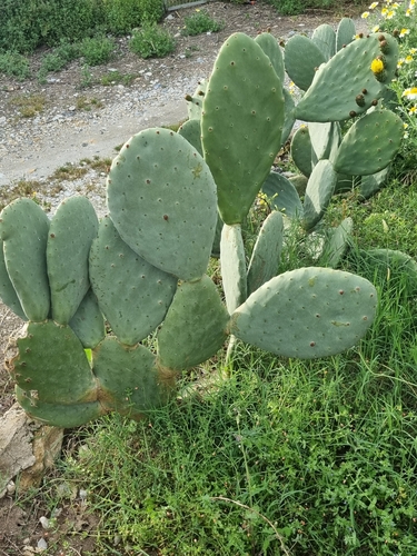 Avistamiento Chumbera (Opuntia ficus-indica)