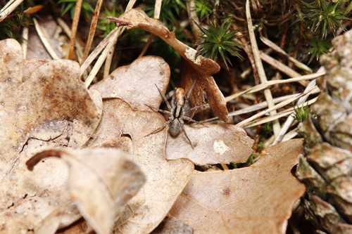 Burnt Wolf Spider, Kootwijk, Nederland, photo 7 of 10